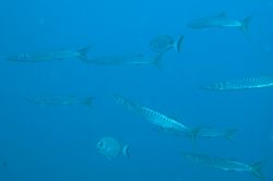Barracuda in the blue: Tavolara Island, Sardinia. by Ugo Gaggeri 